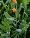 Calendula arvensis. Верхушка расцветающего растения (рядом видны листья другого растения). Марокко, обл. Фес-Мекнес, южный берег оз. Сиди-Шахеде, луговой склон. 05.01.2023.