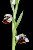 Ophrys oestrifera. Часть соцветия. Краснодарский край, г/о Сочи, Адлерский р-н, окр. с. Хлебороб, выс. ок. 250 м н.у.м., грабинник. 28 мая 2023 г.