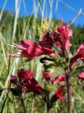 Echium russicum