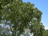 Phellodendron amurense. Крона крупного дерева. Приморье, 15 км Ю-З Арсеньева, Новогордеевка. 5 августа 2004 г.