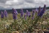 Veronica pinnata подвид nana. Цветущие растения в сухой степи. Алтай, Чуйская степь, предгорья Южно-Чуйского хребта, басс. р. Чаган. 30.06.2010.