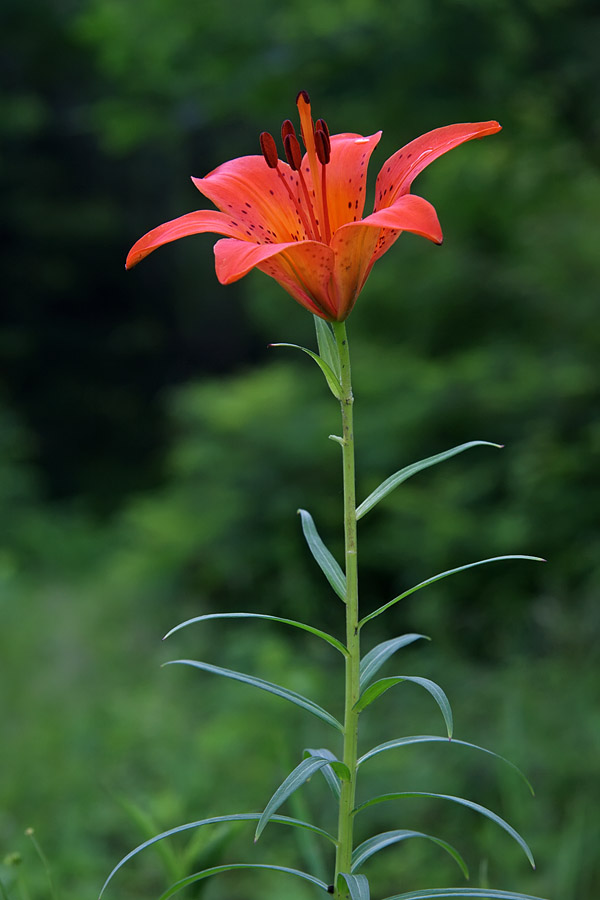 Изображение особи Lilium pensylvanicum.