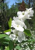 Exochorda korolkowii