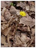 Tussilago farfara