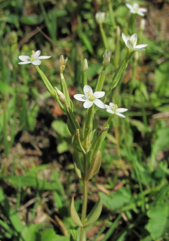 Изображение особи Centaurium meyeri.