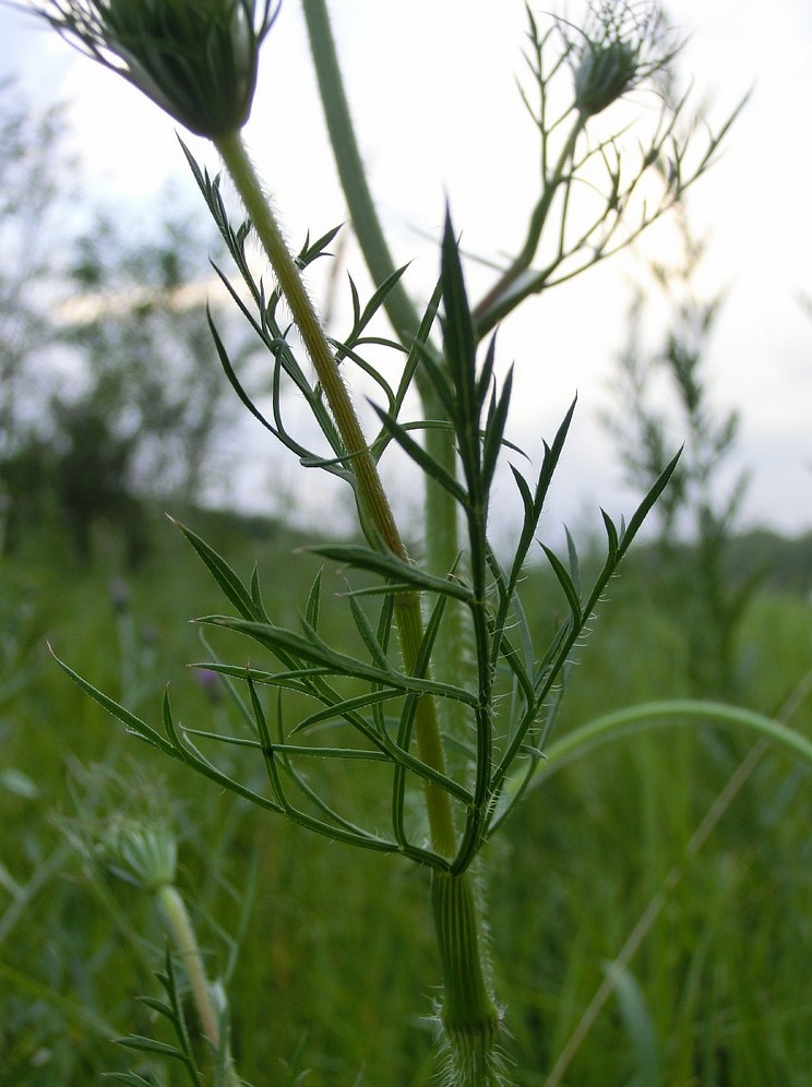 Изображение особи Daucus carota.