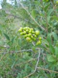 Ligustrum vulgare. Соплодие с незрелыми плодами. Крым, Байдарская долина, окр. пос. Орлиное. 1 сентября 2012 г.