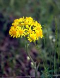 Tephroseris integrifolia. Верхушка растения с соцветием. Хакасия, смешанный лес в районе п. Туим. 18.06.2005.