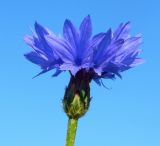 Centaurea cyanus