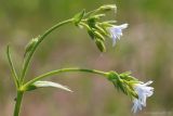 Dichodon viscidum. Верхушка цветущего растения. Ростовская обл., Неклиновский р-н, Лакедемоновское с/п, Беглицкая коса. 29.04.2013.