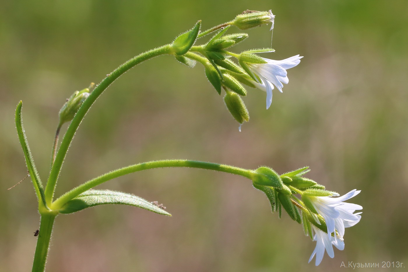 Вилозубник клейкий (Dichodon viscidum)