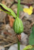 Epipactis persica. Плод. Крым, окр. Ялты, гора Лапата, сосновый лес. 27 июля 2013 г.