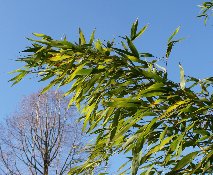 Изображение особи Phyllostachys viridi-glaucescens.