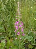 Chamaenerion angustifolium. Соцветие. Украина, Львовская обл., Дрогобычский р-н, г. Трускавец, луг возле пруда Слоница. 14.06.2014.