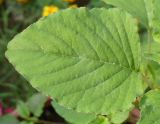 genus Amaranthus