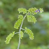 Cimicifuga foetida. Верхушка растения с соплодиями. Хакасия, окр. с. Таштып. Начало августа 2009 г.