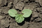 Malva trimestris