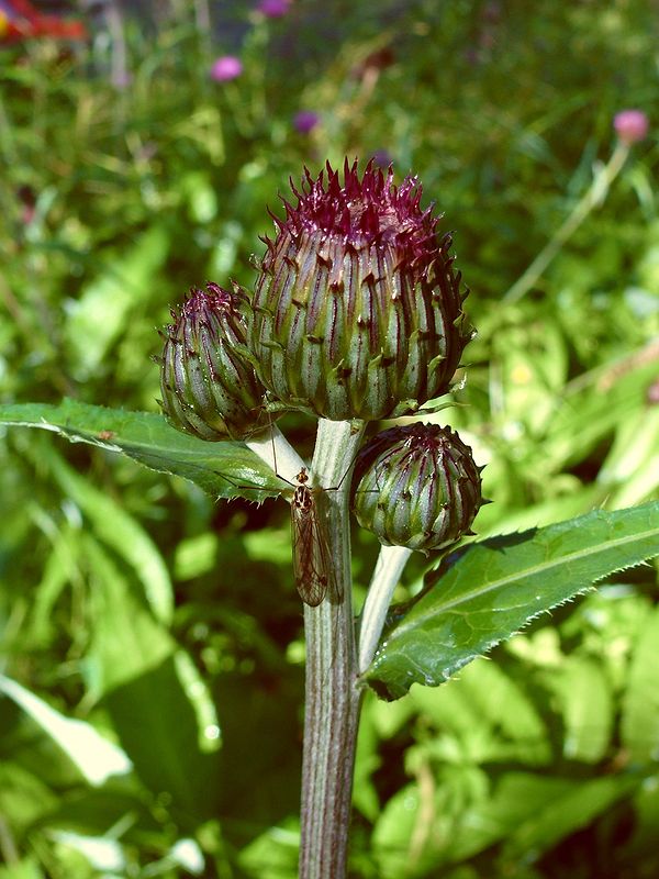 Изображение особи Cirsium heterophyllum.