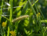 Carex vesicaria