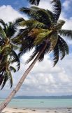 Cocos nucifera. Плодоносящее растение. Андаманские острова, остров Хейвлок, песчаный пляж. 30.12.2014.