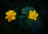 Caltha palustris. Цветки (распустились в нетипичное время). Пермский край, Суксунский р-н, долина р. Сылва. 27.09.2015.