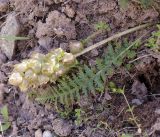 Pedicularis alberti. Соплодие и лист. Кыргызстан, Нарынская обл., левый берег р. Нарын, долина руч. Ирису (маралий питомник). 12.06.2015.