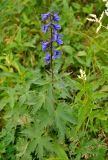 Delphinium elatum