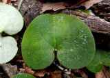 Asarum europaeum. Лист. Московская обл., окр. Электрогорска, смешанный (с преобладанием осины) лес. 03.11.2014.