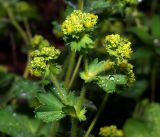 genus Alchemilla