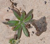 Plantago coronopus