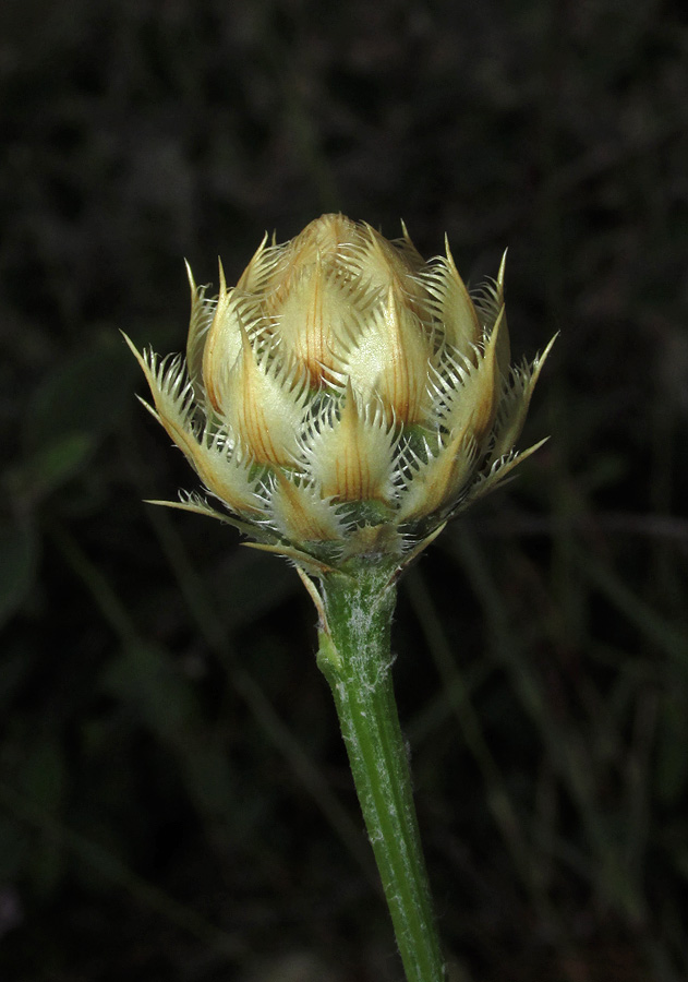 Изображение особи Centaurea &times; panciciana.