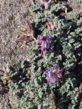 Oxytropis tianschanica