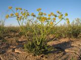 Ferula taucumica. Цветущее растение. Казахстан, Южное Прибалхашье, южная кромка пустыни Таукум. 21 мая 2016 г.