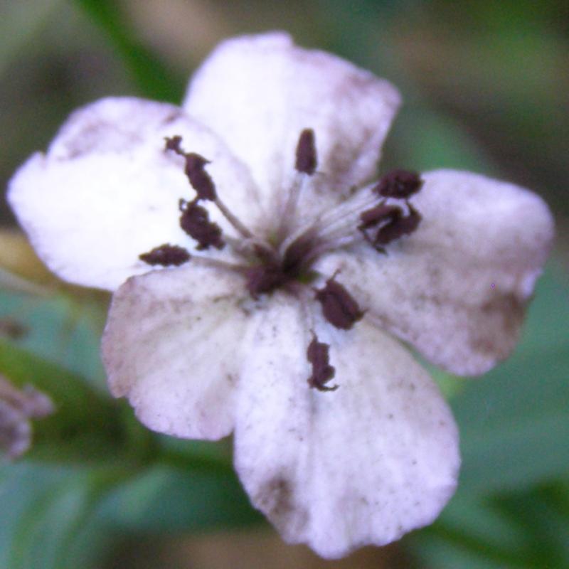 Изображение особи Saponaria officinalis.