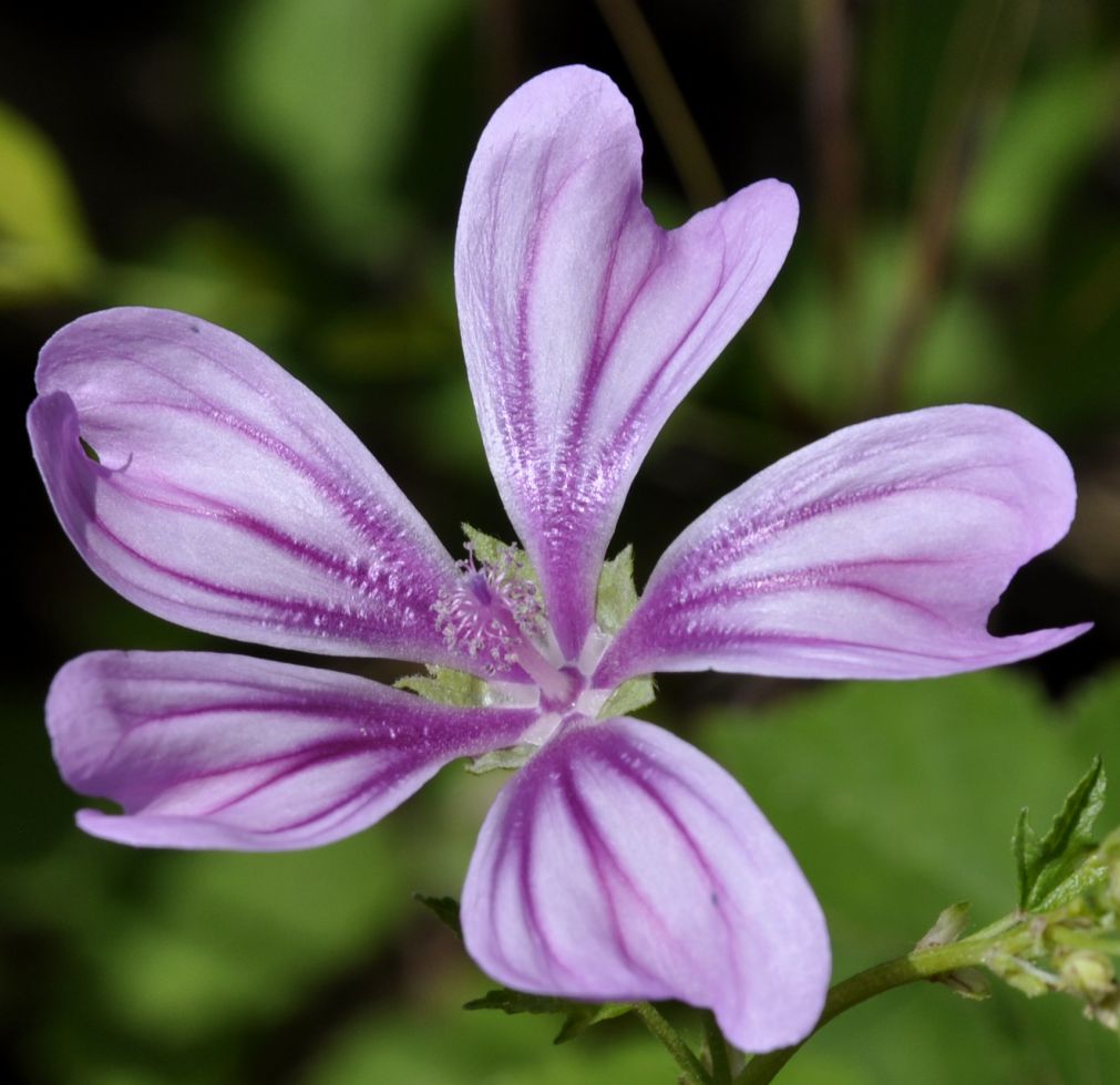 Изображение особи Malva sylvestris.