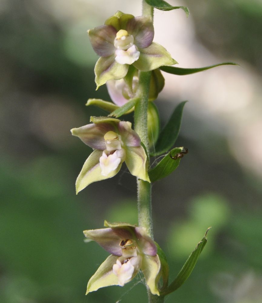 Изображение особи Epipactis helleborine ssp. degenii.