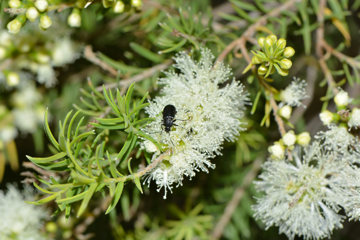 Изображение особи Melaleuca halmaturorum.