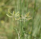 Astragalus arbuscula. Кисти с созревающими бобами. Казахстан, Восточно-Казахстанская обл., Урджарский р-н, окр. с. Таскескен; северо-восточная кромка Балхаш-Алакольской котловины, денудационный шлейф юго-западных предгорий хребта Тарбагатай, пологоувалистая подгорная равнина в долине р. Каракол (из системы оз. Сасыкколь); нарушенная кустарниковая (Calophaca soongorica + Spiraea hypericifolia - Hulthemia persica) ксерофитноразнотравно-полынно-дерновиннозлаковая степь; выс. 640 м н.у.м. 17 июля 2017 г.