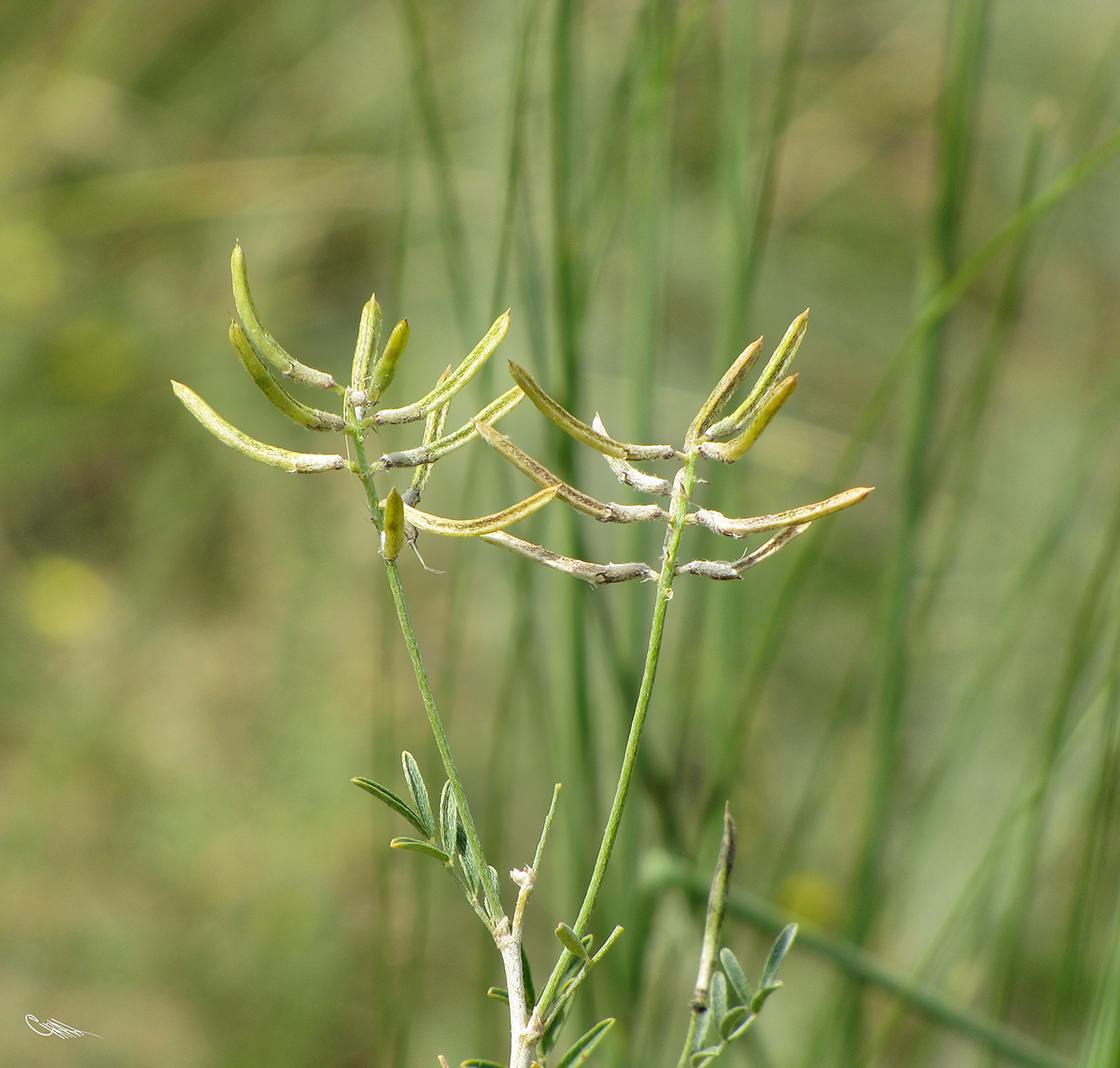 Изображение особи Astragalus arbuscula.