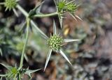 Eryngium octophyllum. Соцветие и присоцветные листья. Таджикистан, Фанские горы, долина р. Чапдара, ≈ 2500 м н.у.м., осыпающийся сухой склон. 03.08.2017.