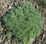 Artemisia caucasica