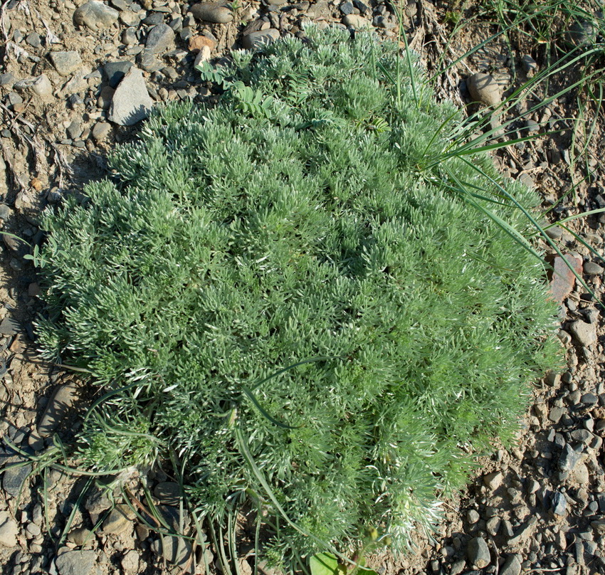 Изображение особи Artemisia caucasica.