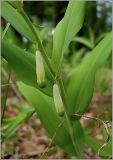 Polygonatum odoratum. Часть побега с цветами. Чувашия, окр. г. Шумерля, полянка возле ГНС. 26 мая 2010 г.