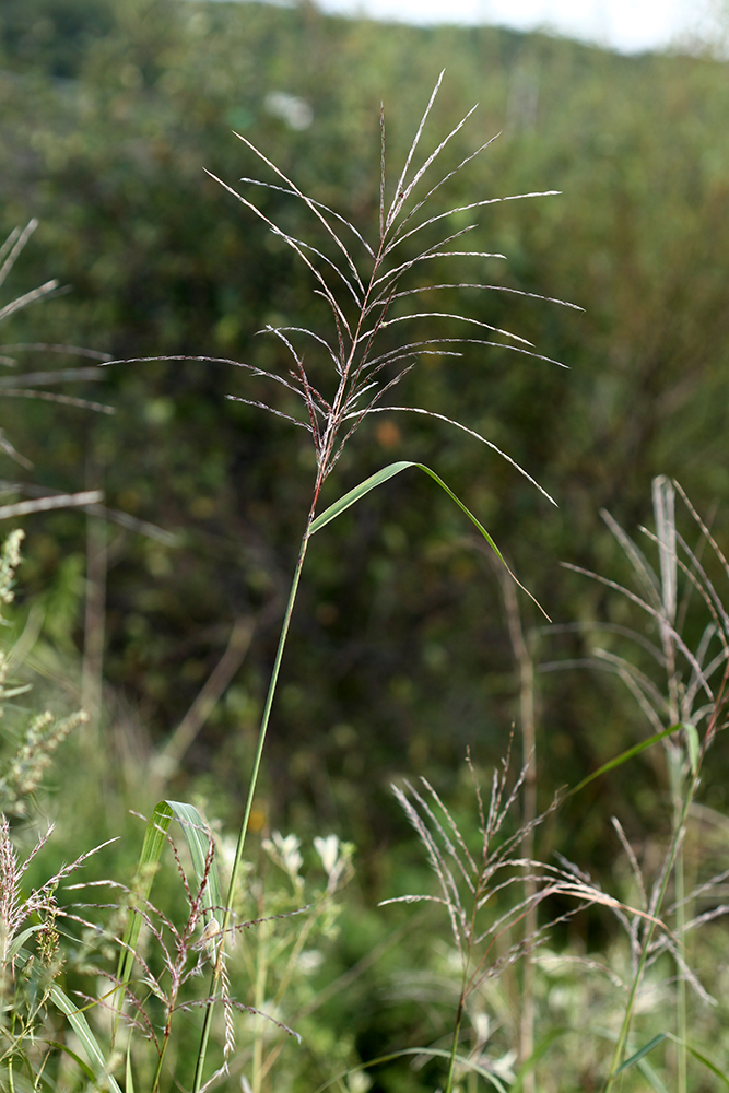 Изображение особи Miscanthus sacchariflorus.