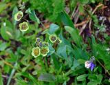 Bupleurum triradiatum