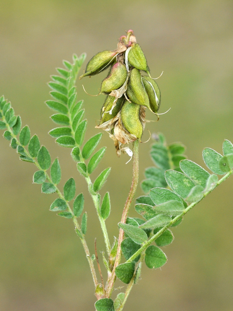 Изображение особи Astragalus alpinus.