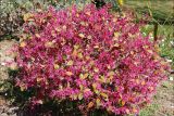 Loropetalum разновидность rubrum