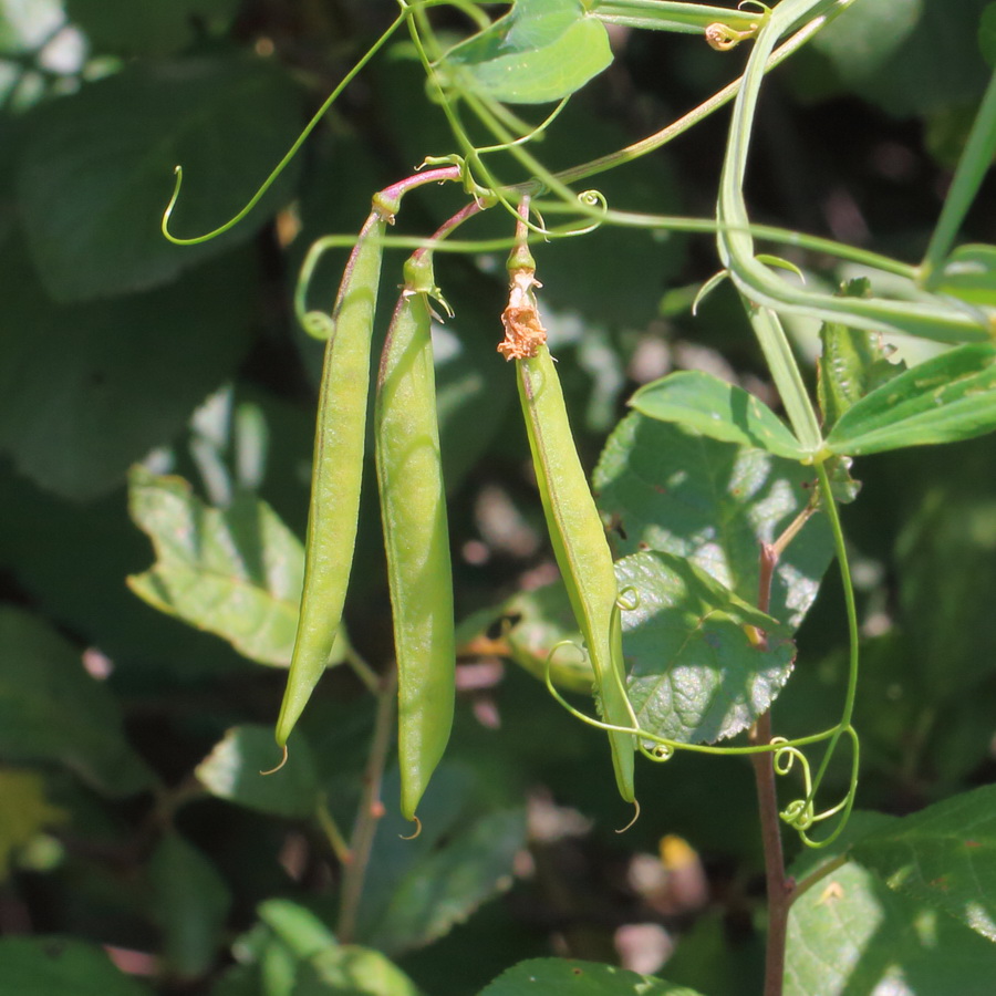 Изображение особи Lathyrus sylvestris.