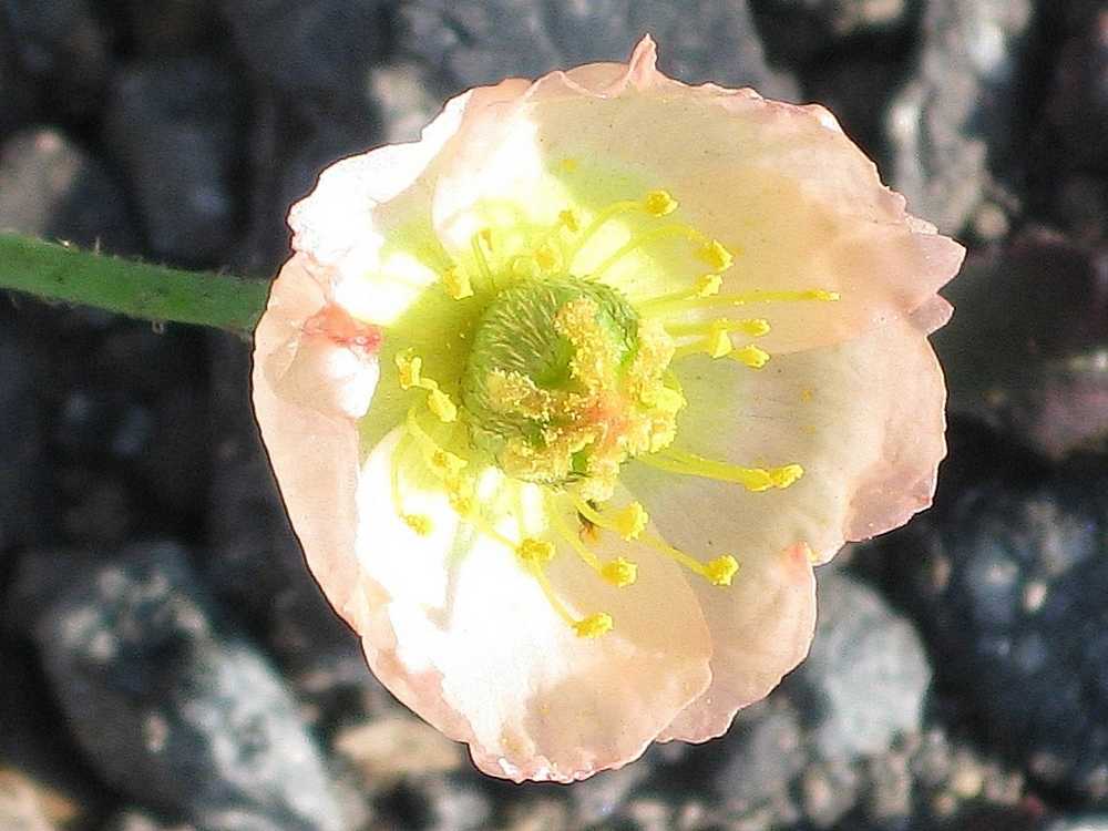 Изображение особи Papaver alboroseum.