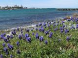 Muscari neglectum